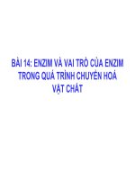 BAI 14ENZIM VA VAI TRO CUA ENZIM TRONG QUA TRINH CHUYEN HOA VAT CHAT.ppt