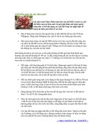 Chế biến rượu từ cây dừa nước 