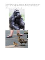 TÌNH MẪU TỬ Ở ĐỘNG VẬT.