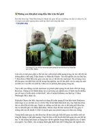 NHỮNG CON VẬT PHÁT SÁNG...