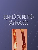 BỆNH LỠ CỔ RỂ TRÊN CÂY HOA CÚC