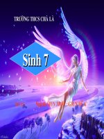 tiết 13-giun đũa