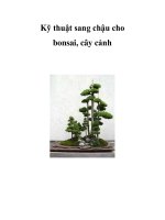 Kỹ thuật sang chậu cho bonsai, cây cảnh 