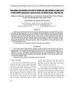 ẢNH HƯỞNG CỦA KHOẢNG CÁCH MẬT ĐỘ TRỒNG ĐẾN SINH TRƯỞNG VÀ NĂNG SUẤT CỦ MẠCH MÔN (Ophiopogon Japonicus Wall) TẠI HUYỆN HẠ HÒA, TỈNH PHÚ THỌ