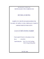 Nghiên cứu chuyển gen kháng bệnh nấm vào một số giống cà chua thông qua vi khuẩn agrobacterrium tumefaciens 