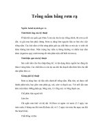 Trồng nấm bằng rơm rạ 