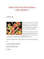 Những kỹ thuật trồng cà phê vối (robusta coffee) công nghệ cao 