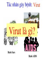 bài 29.Cấu  tạo các loại virut