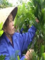 kỹ thuật trồng rừng keo lai