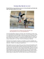 Giải pháp chống ''hiếp dâm'' của vịt cái