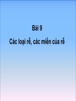 Bài 9: Các loại rễ, các miền của rễ