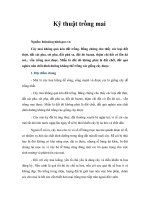 Kỹ thuật trồng mai 