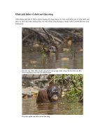 Đười ươi tắm sông