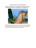 Những ông bố tuyệt vời trong thế giới động vật