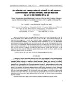 ĐẶC ĐIỂM HÌNH THÁI, SINH HỌC CHÍNH CỦA LOÀI RUỒI BẮT MỒI DIDEOPSIS AEGROTA FABRICIUS (DIPTERA: SYRPHIDAE) TRÊN RỆP MUỘI XANH HẠI CÂY CÓ MÚI Ở CHƯƠNG MỸ, HÀ NỘI