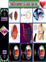 Bài giảng môn sinh học THCS :