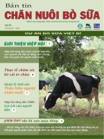 DỰ án bò sữa VIỆT bỉ 