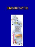 digestive system