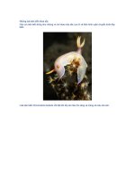 HÌNH ẢNH SÊN BIỂN.