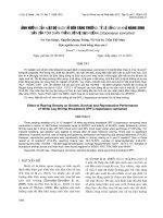 ẢNH HƯỞNG CỦA MẬT ĐỘ NUÔI VỖ ĐẾN TĂNG TRƯỞNG, TỶ LỆ SỐNG VÀ KHẢ NĂNG SINH SẢN CỦA TÔM CHÂN TRẮNG BỐ MẸ SẠCH BỆNH (Litopenaeus vannamei)