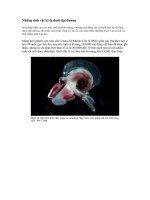 SINH VẬT DƯỚI ĐÁY BIỂN ( PHẦN 2 )