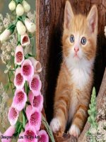 Những chú Miu con dễ thương