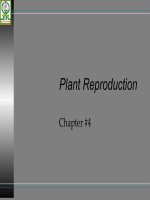 bài giảng về sinh sản