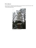 Đà lạt mộng mơ