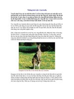 Những loài vật ở Australia