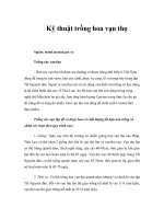 Kỹ thuật trồng hoa vạn thọ 