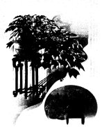 Kỹ thuật trồng và uốn tỉa bon sai part 5 