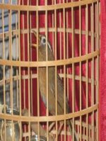 Thuần dưỡng chim hoạ mi 