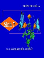 tiết 15-giun đất