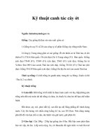 Kỹ thuật canh tác cây ớt 