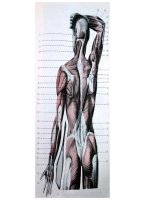 Hình họa giải phẫu cơ thể người