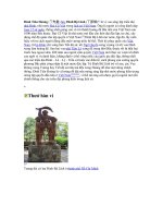 Thêm Tư liệu về vua ĐinhTiên Hoàng