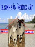 sinh san vo tinh o dong vat.ppt