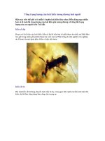 Tổng trọng lượng đàn kiến tương đương loài người