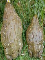 Sinh sản và ương, nuôi ếch thịt 