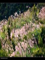 Để chụp ảnh phong cảnh đẹp cần những gì 