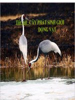 Tiêt 60. Cây phat sinh gioi ĐV