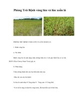 Phòng trừ bệnh vàng lùn và lùn xoắn lá 