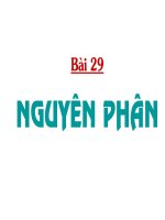 nguyên phân