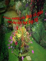 luyen tu va cau- Lop 5- Tuan 25 -Tiet 2