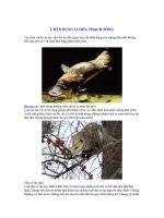 CHÂN DUNG 12 HÓA THẠCH SỐNG