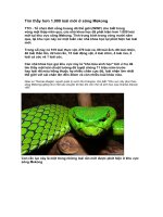 Tìm thấy hơn 1.000 loài mới ở sông Mekong