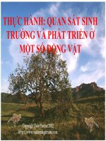 Bài 40: Thực hành:STPT ở một số ĐV