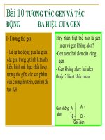 Bài 9 Tương tác gen và tác động đa hiệu của gen
