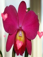 bài 44 sinh sản vô tính ở động