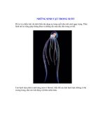 NHỮNG SINH VẬT TRONG SUỐT